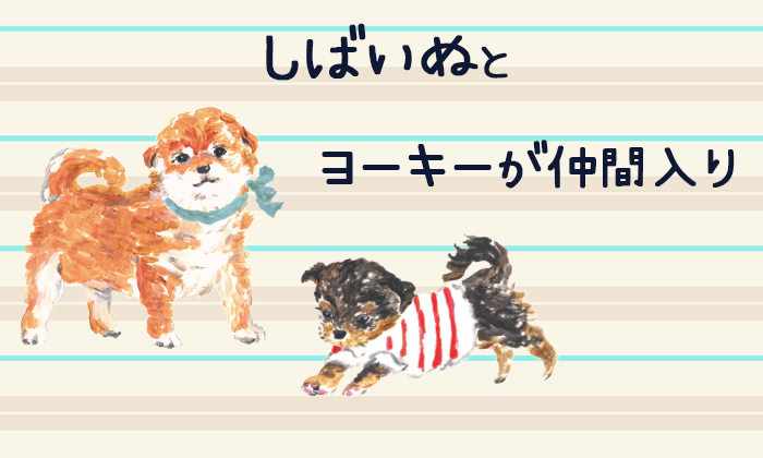 新しく仲間入りしたシバイヌとヨーキーのイラスト