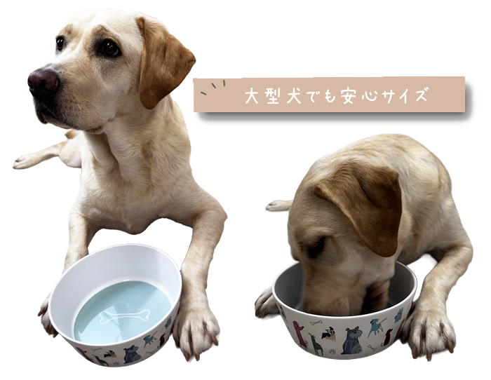 ラブラドールがフードボウルを使って食事をしている写真