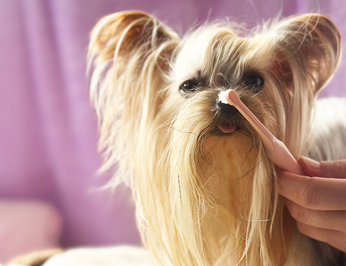 ミニサイズの歯ブラシでヨークシャーテリアの歯を磨こうとしている写真