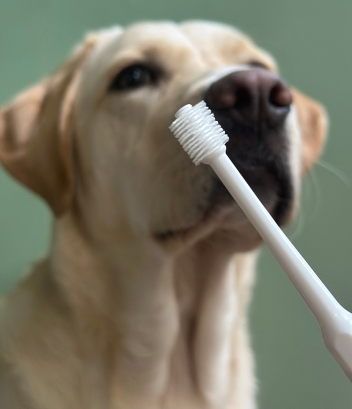 ラブラドールの前に歯ブラシをかざしている写真