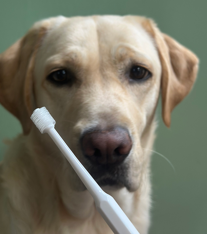 ラブラドールが歯ブラシをじっと見ている写真