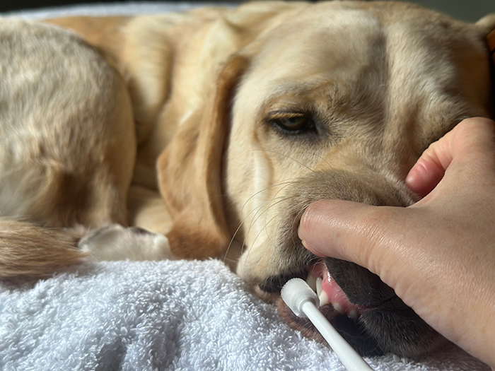 ラブラドールの歯を磨いている写真