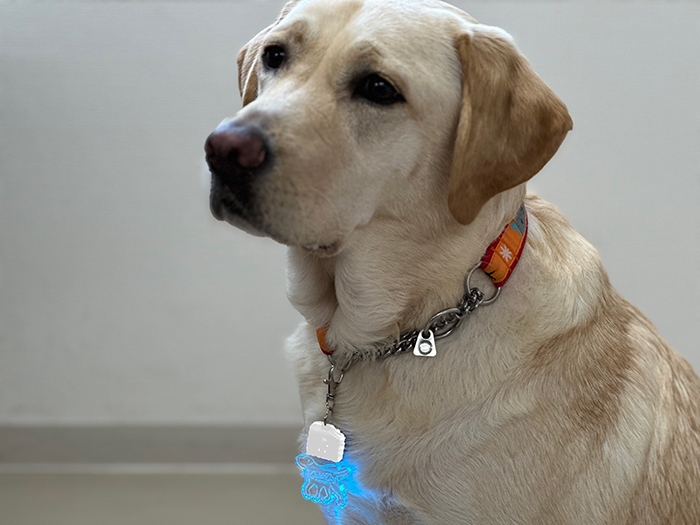 ラブラドールのチョークに迷子札を着け点灯している。
