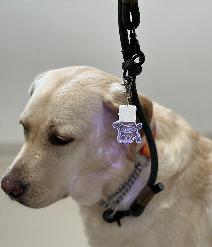 ラブラドールのリードに迷子札を着け点灯している。