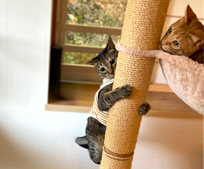 猫がファンクラブワンTを着用しキャットタワーをよじ登っている写真