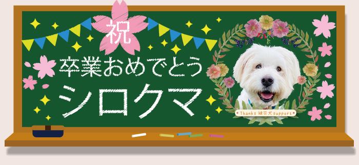 シロクマの写真