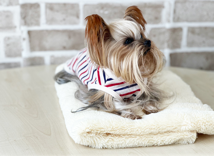 ヨークシャテリアが着用している写真。