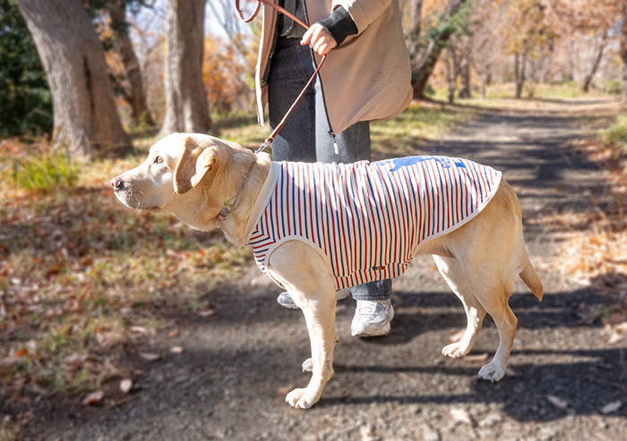 ラブラドールが立って横から見た写真。