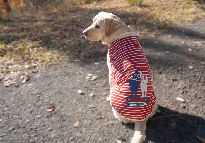 ラブラドール犬がお座りしている後ろ姿。