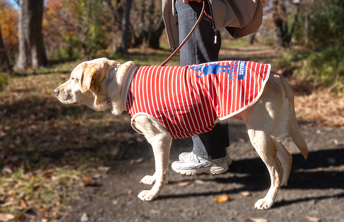 ラブラドールが立って横から見た写真。