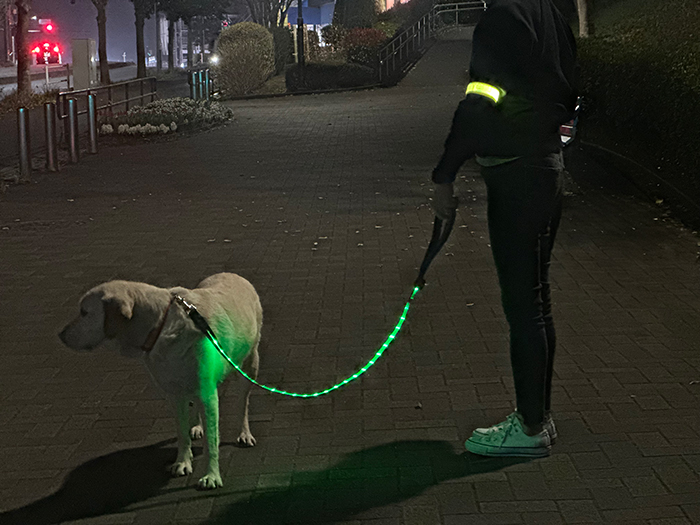 犬には普段の首輪を着け、リードはグリーンのLEDリード。人にはLEDアームバンドを着けている写真