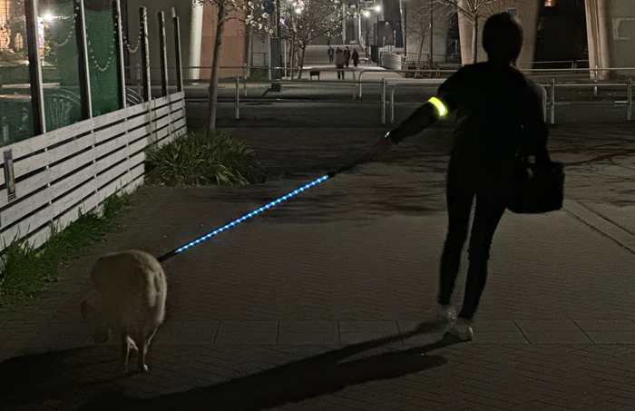 ラブラドールに光るリードのブルーを着け、人はLEDアームバンドを着けて夜の散歩をしている写真