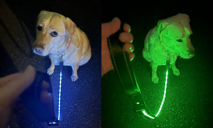 犬に２色のリードをそれぞれ着けた写真